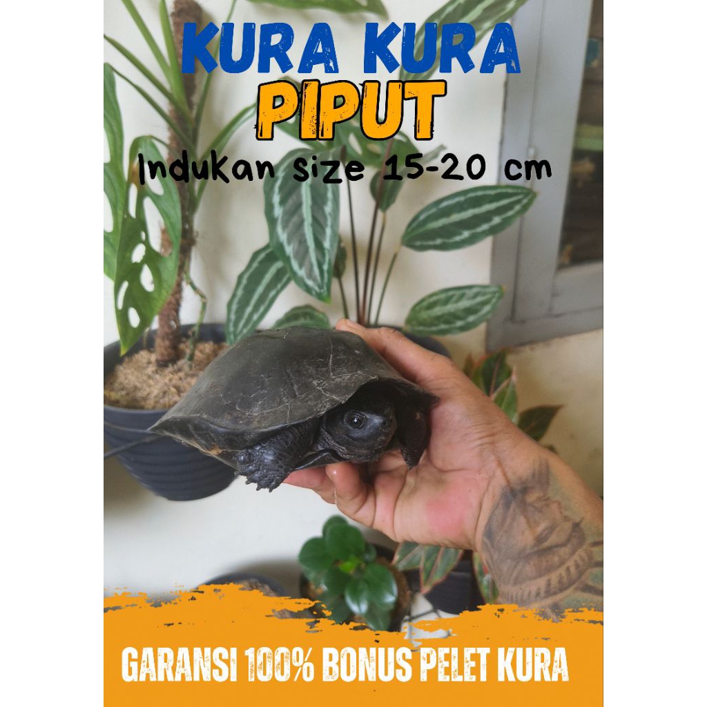 Hiasan Kolam Kura Pipi Putih Indukan Size 15-20 Cm / Garansi