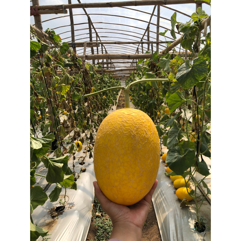 

Melon Sweet Lavender Grade A