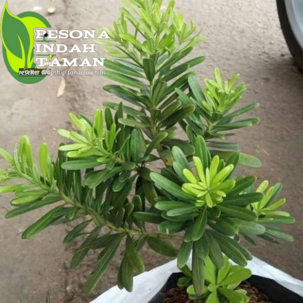 Tanaman lohansung bibit tanaman hias lohansung - pohon lohansung