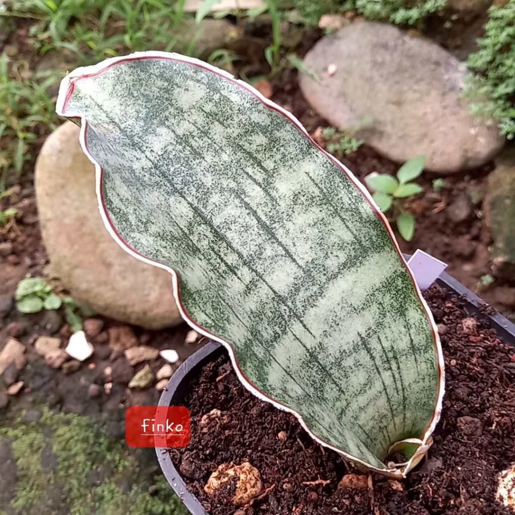 ES. 22406. sansevieria sp. Mafinga, Tanzania