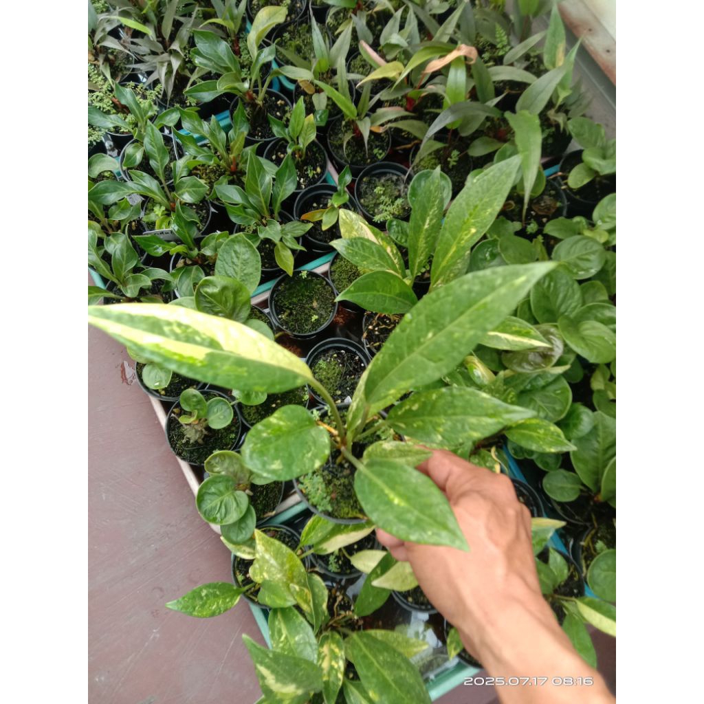anthurium jemani tanduk variegata tanaman hias