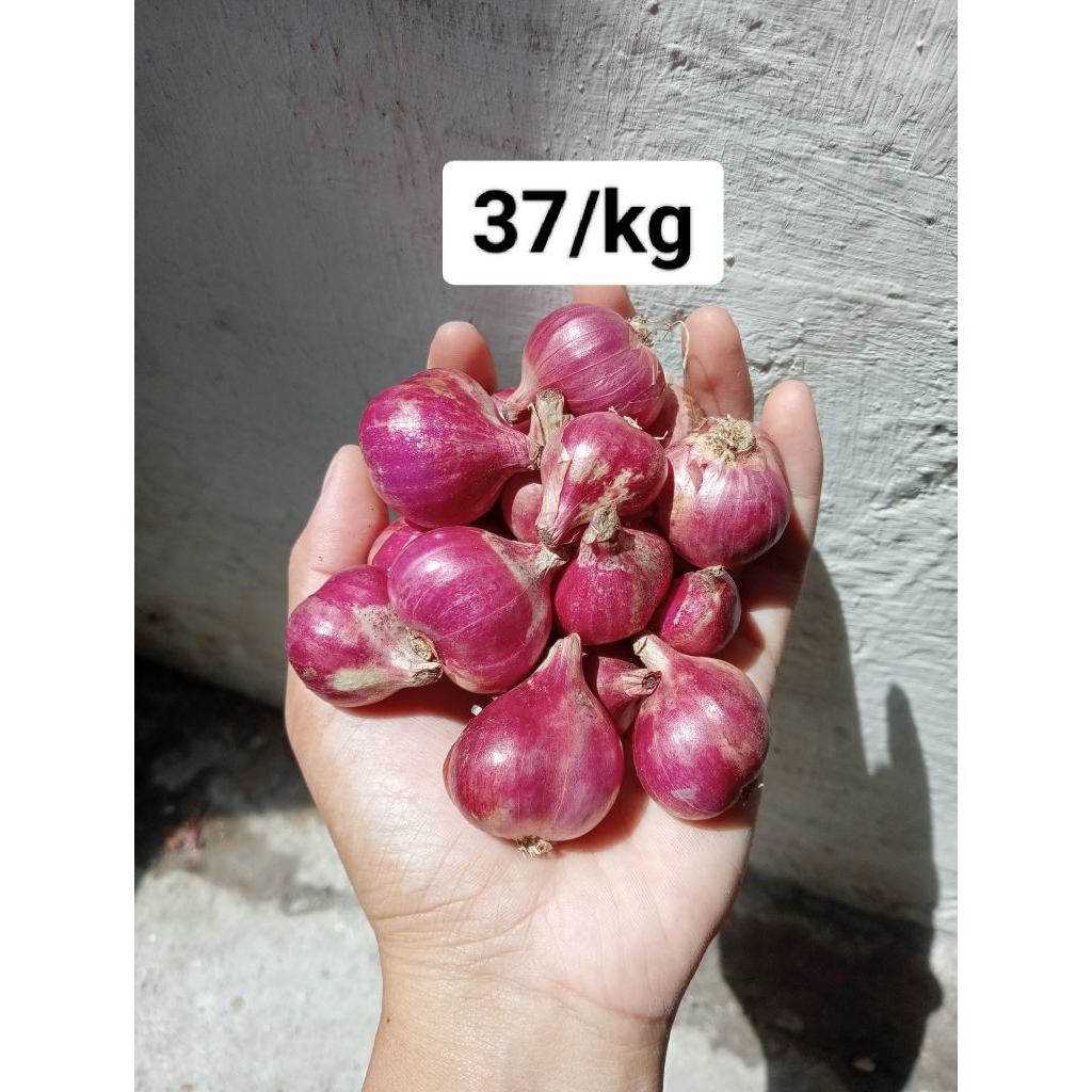 

bawang Merah Lokal Kediri Harga Per KG