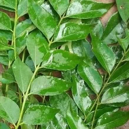 

INSTAN KOTA JAMBI Daun Kari per ikat