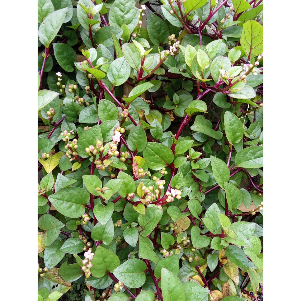 

DAUN BINAHONG SEGAR 100g