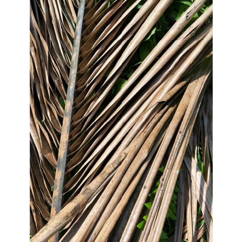 

Daun kelapa kering kalari karari bungkus gula aren