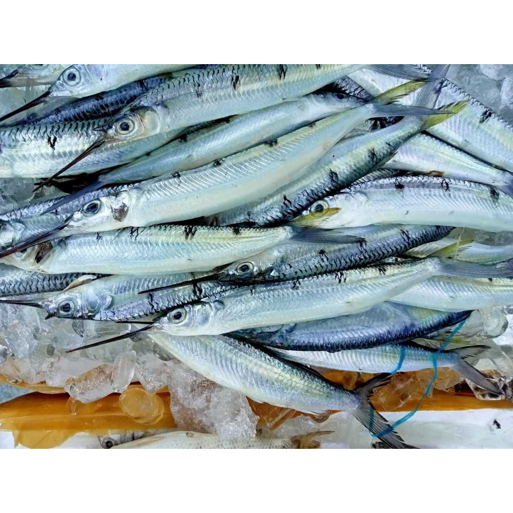 

Ikan Julung Julung Ikan Kacang Kacang Ikan Laut Segar 1Kg