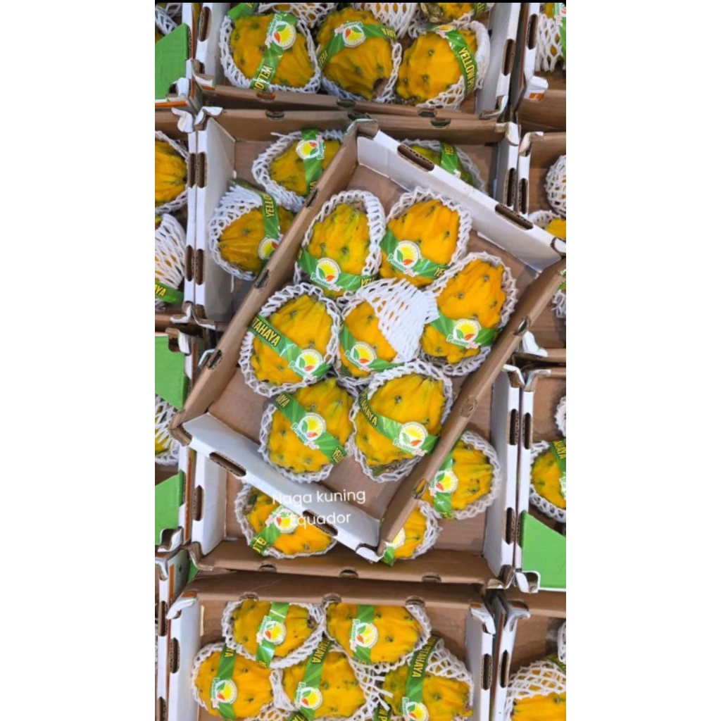 

Buah segar dragon fruits buah naga kuning Ecuador ped 1kg