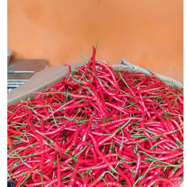 

Cabe merah keriting fresh promo 1kg