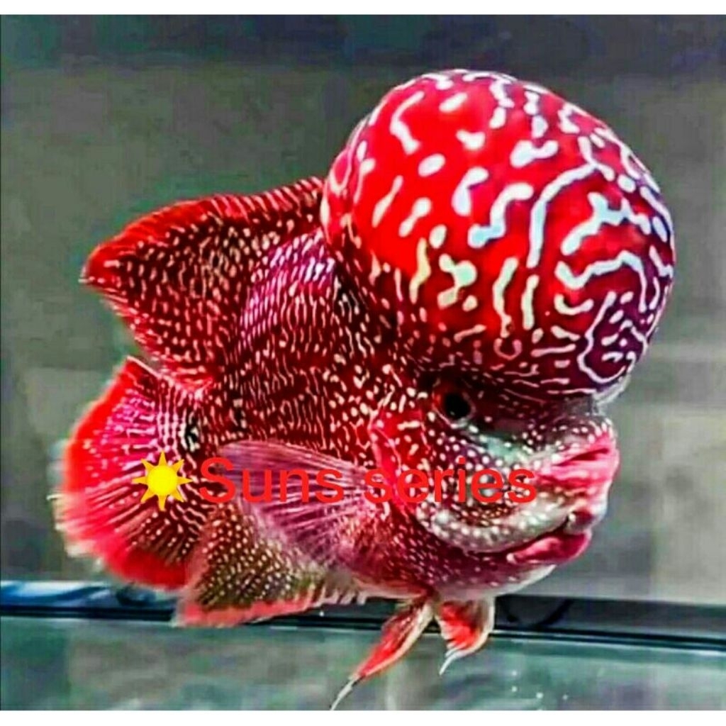 Promo VIP Real Burayak Red King Kamfa F2 Original