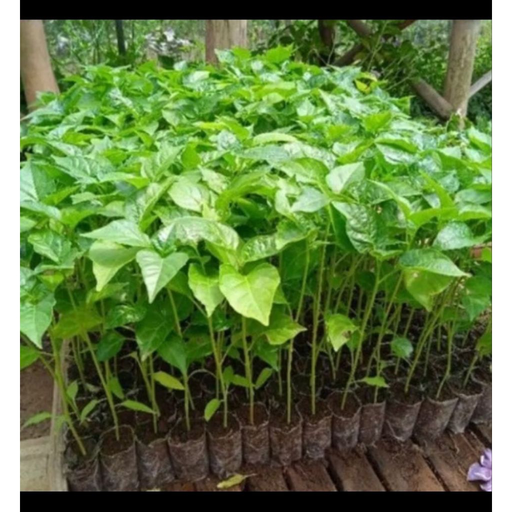 

Bibit Cabai Satuan siap tanam/Bibit Tanaman Hidup cabai pollybag siap kirim