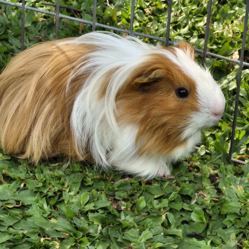Marmut Guinea Pig Jantan Jenis Silkie Super Rakus Bulu Panjang Halus Cocok Jadi Teman Rebahan Mau Ma