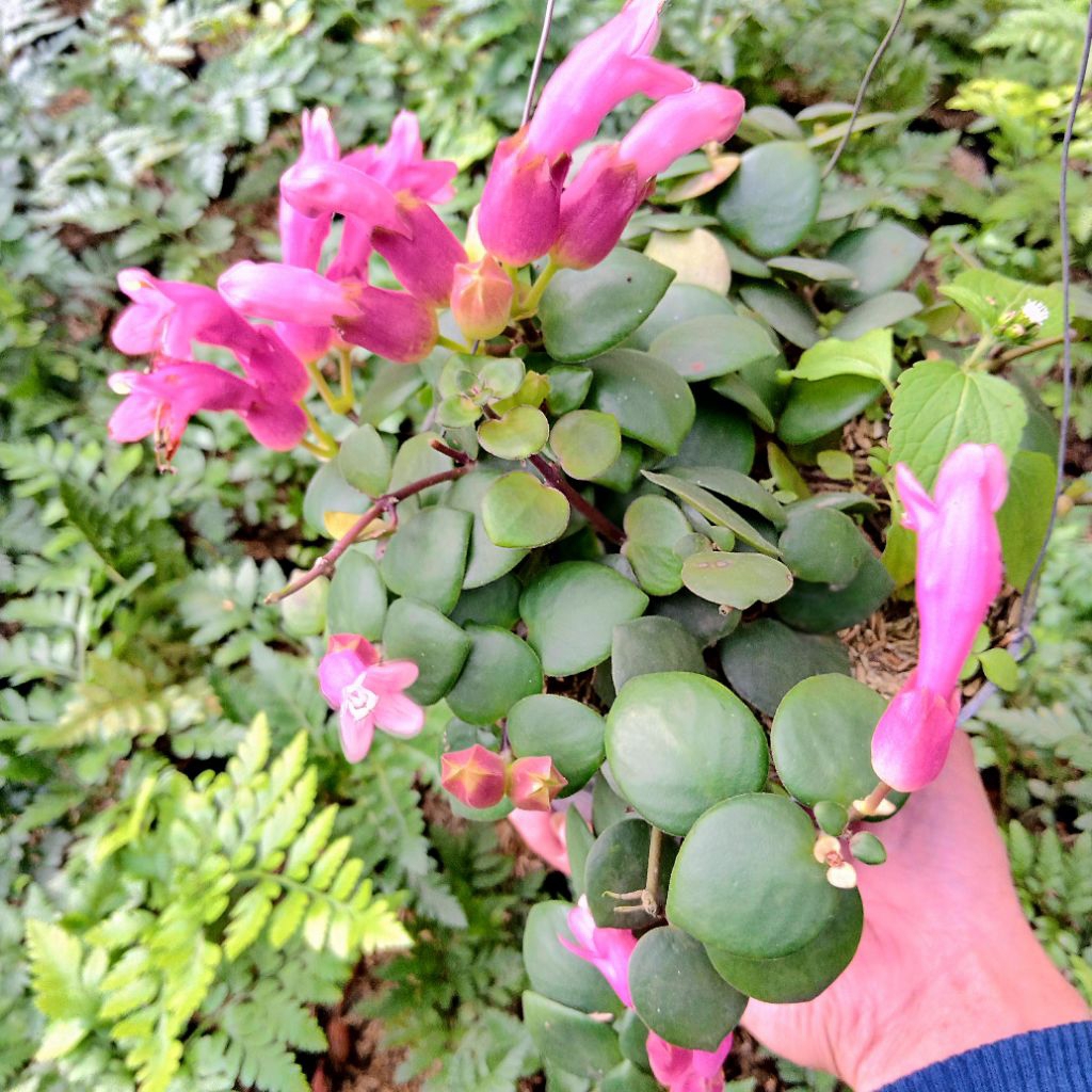 Tanaman gantung lipstik bunga pink