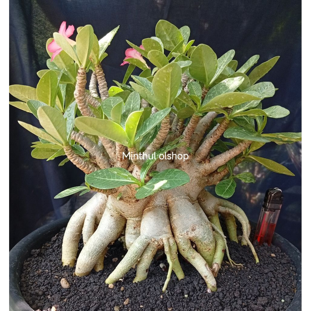 Adenium arabicum karakter godji murni ori super size jumbo real pict