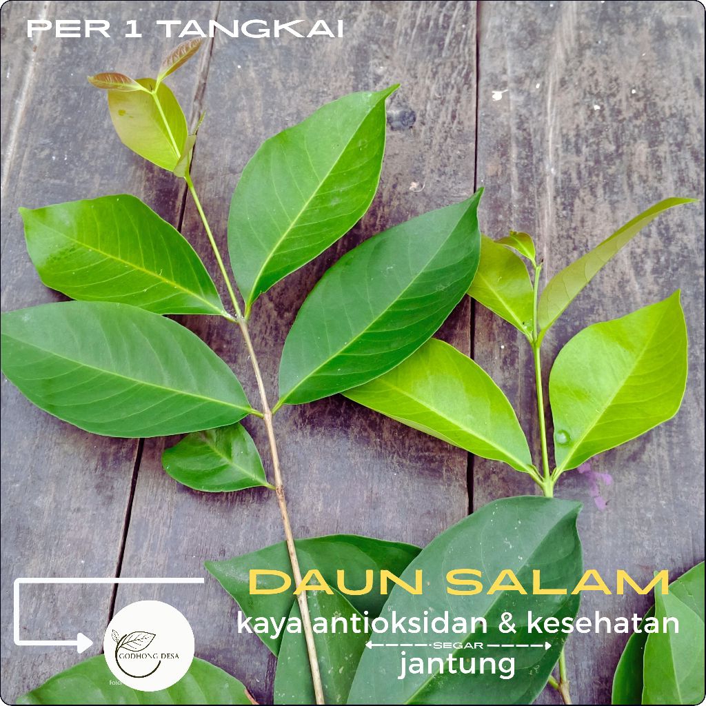 

DAUN SALAM PER 1 IKAT ISI 5 TANGKAI [herbal] bumbu dapur segar
