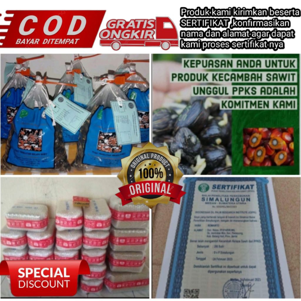 benih kelapa sawit PPKS dxp SIMALUNGUN unggul berkualitas