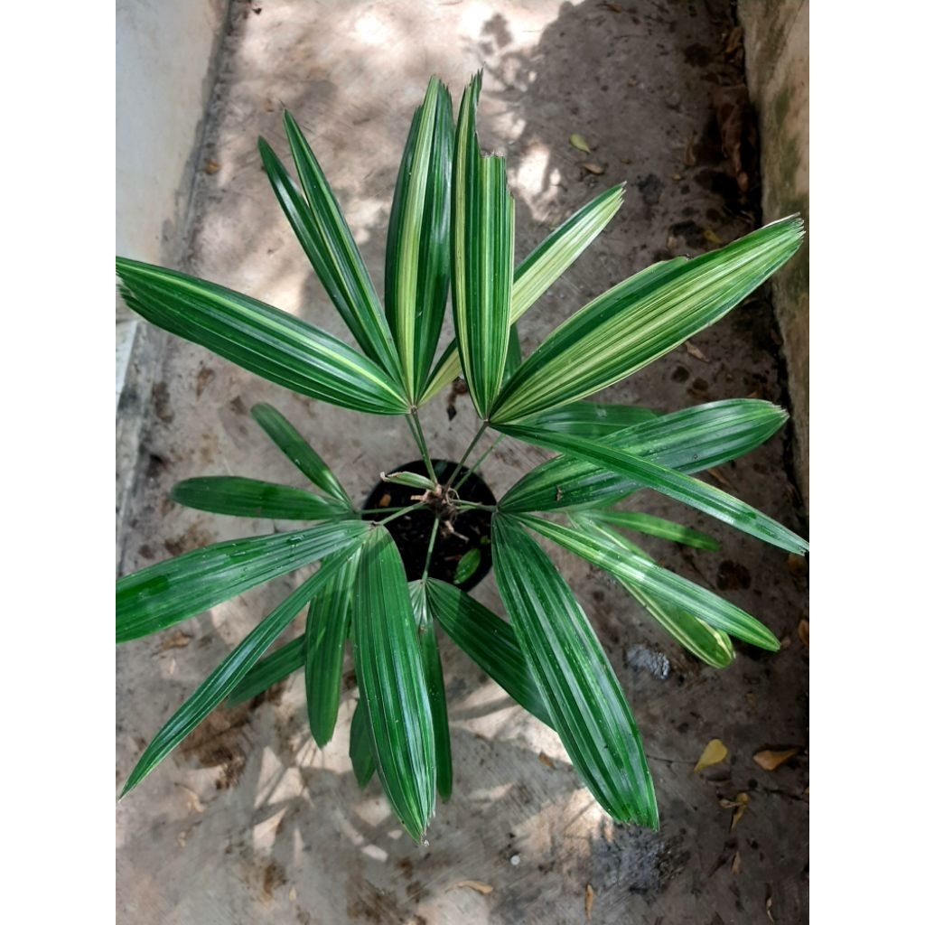 Palem Regu Variegata