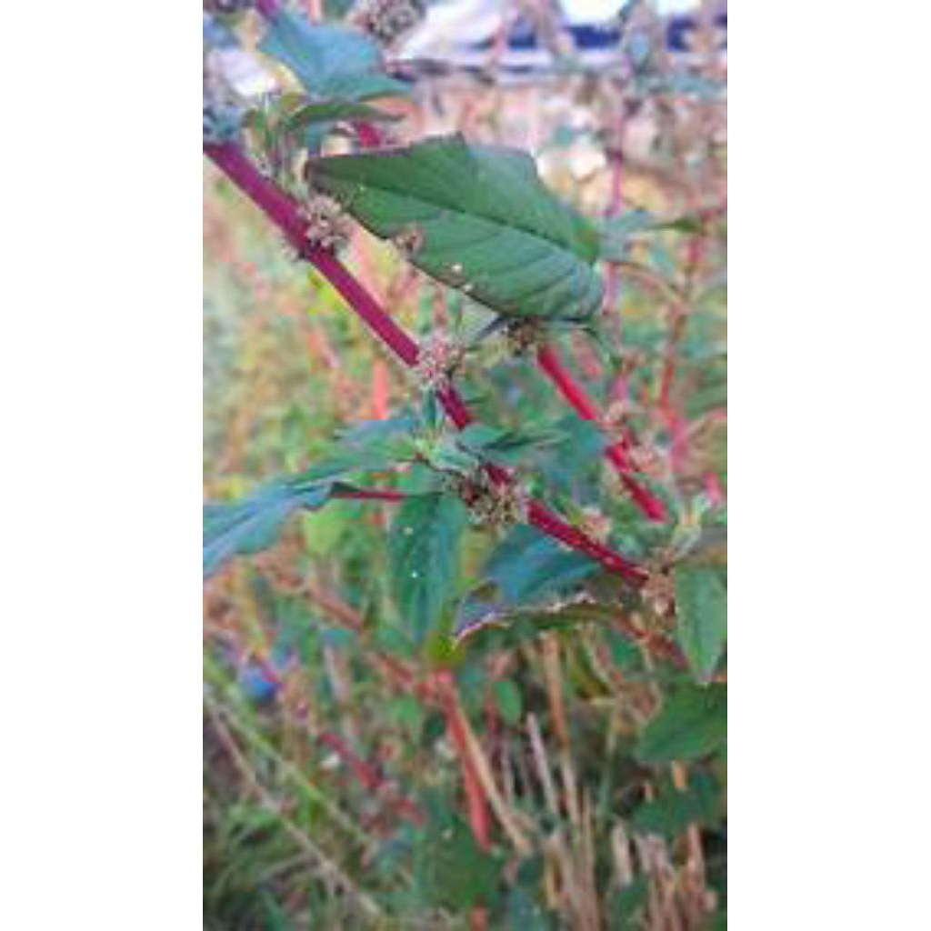 

bayam duri merah segar/akar batang daun/100g/samsul.herbal1