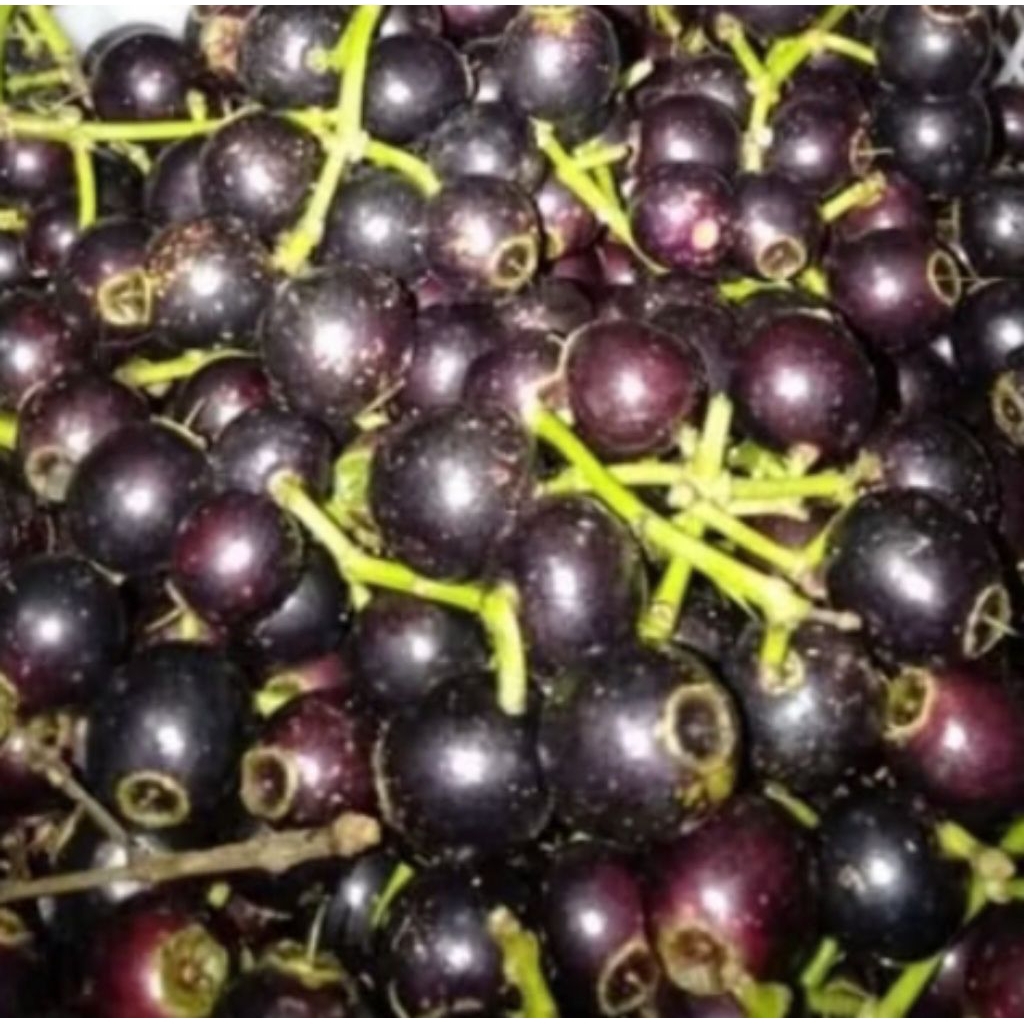 

BUAH GOWOK ( BUAH JAMBLANG )COCOK UTK BUMIL, NGERUJAK- 500 GRM