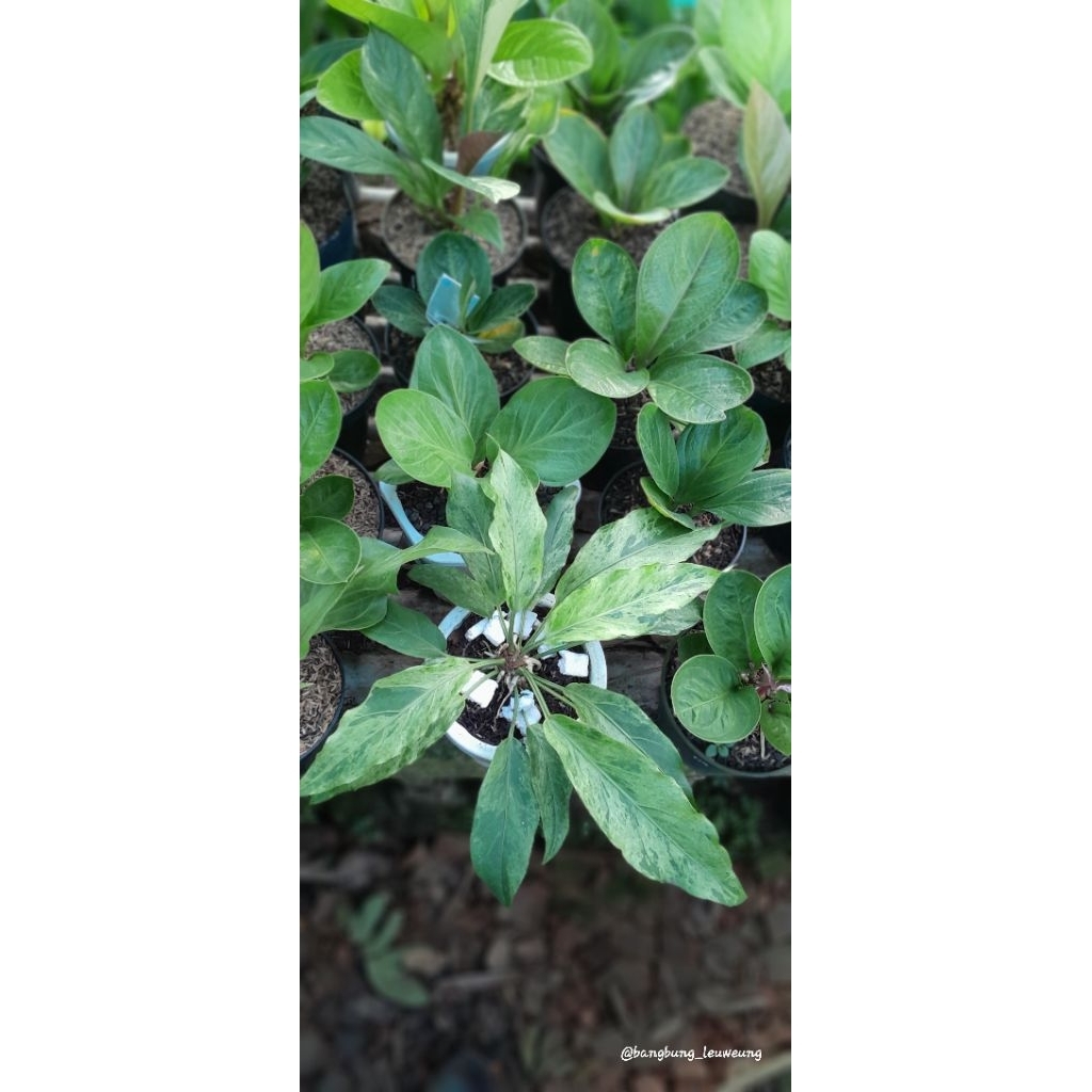 Anthurium Gelombang Cinta Varigata ( Var Putih )