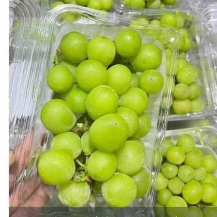 

ANGGUR MUSCAT KEMASAN PACK