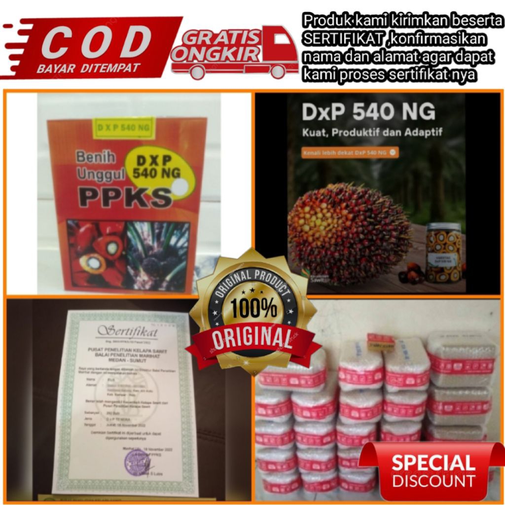 benih kecambah kelapa sawit PPKS dxp 540 ng