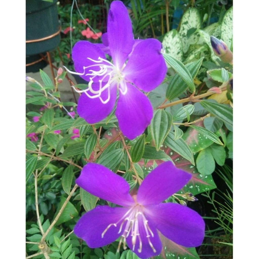 Tanaman hias bunga senggani ungu / Tanaman viral / Pohon senggani bunga ungu