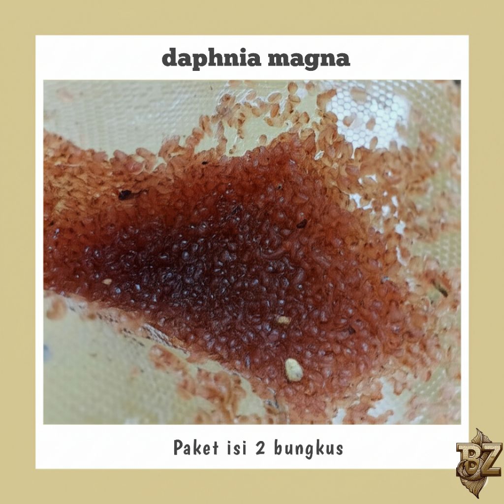 Kutu Air Daphnia Magna Hidup Super Aktif | Pakan Ikan Cupang, Guppy, Louhan & Bibit