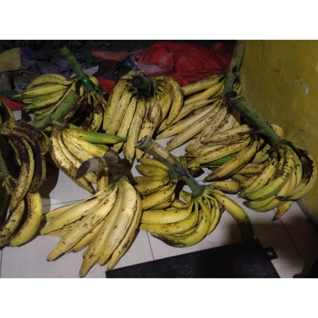 

Pisang Tanduk Madu Isi 10 Asli Wonosobo (SUPER JUMBO)