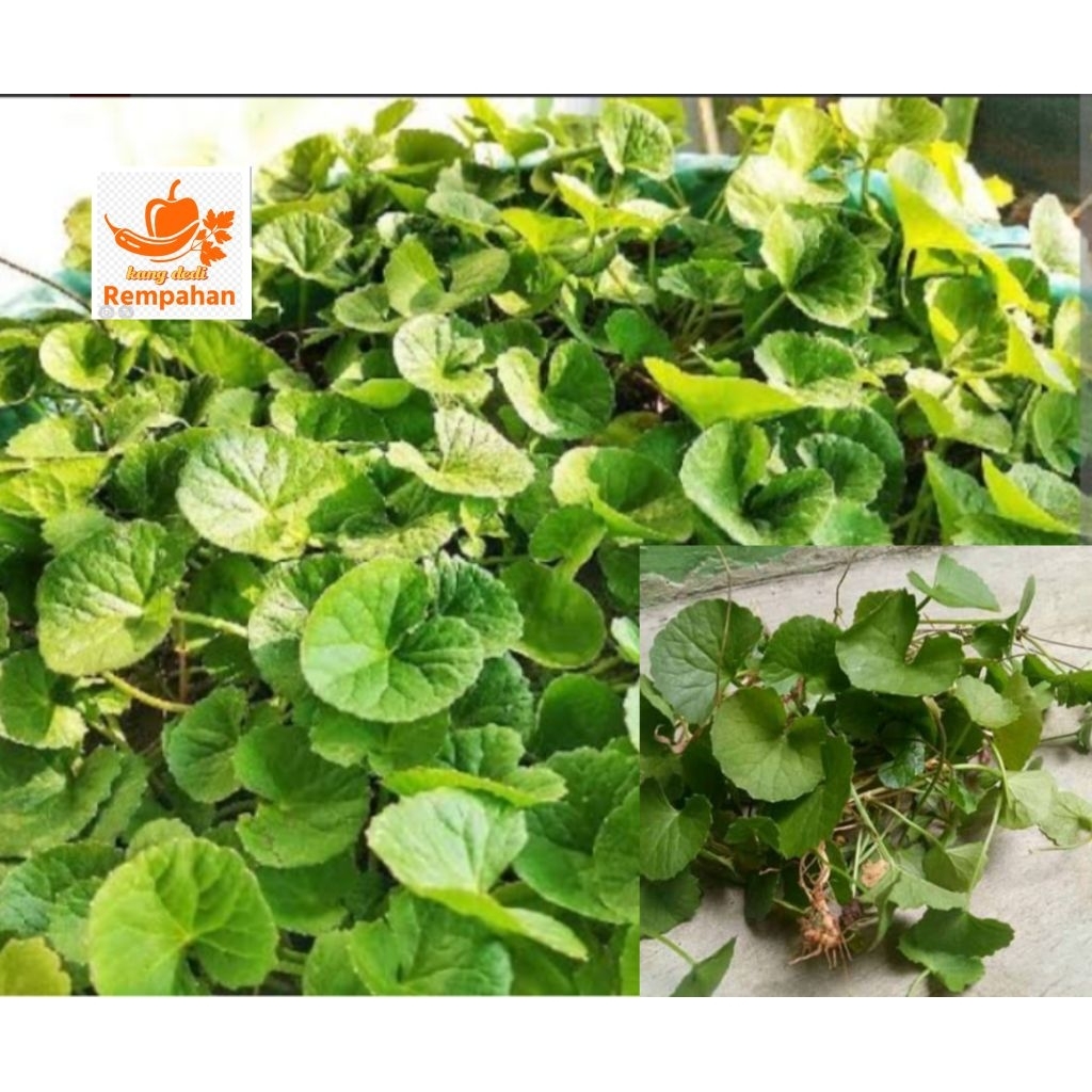 

daun antannn atou pegagan segar fresh