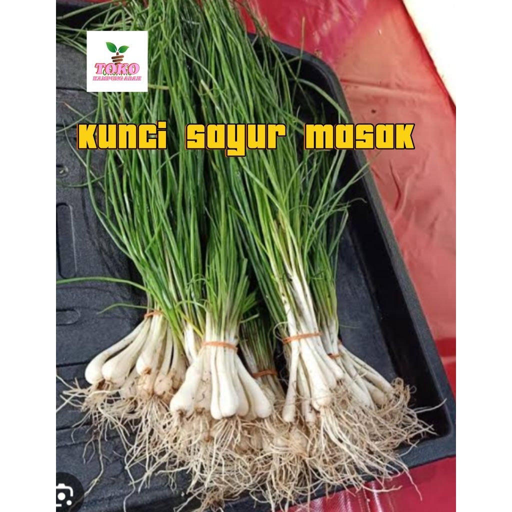 

kuncai masak sayur / ikat