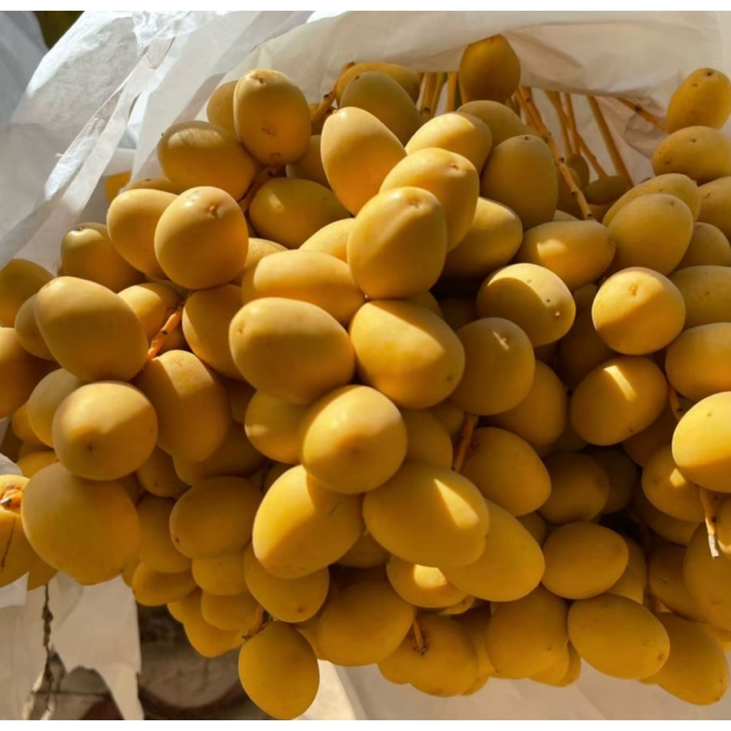 

Kurma Muda Yelllow | Kurma Muda Fresh 500gram