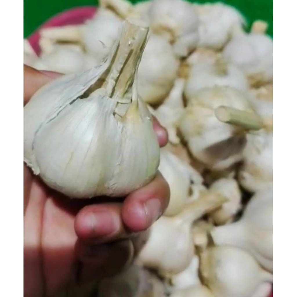 

Bawang Putih Kating 1kg