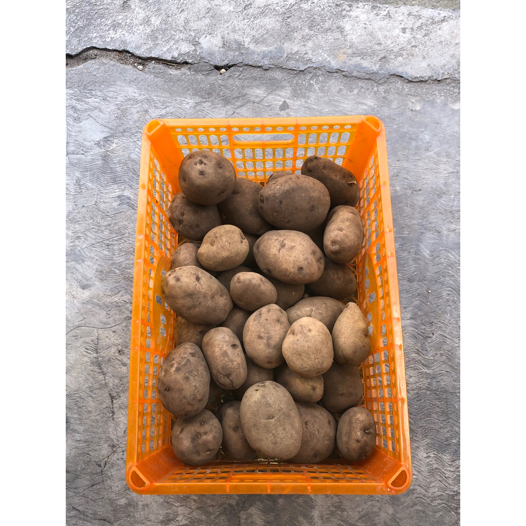 

kentang fresh 1kg