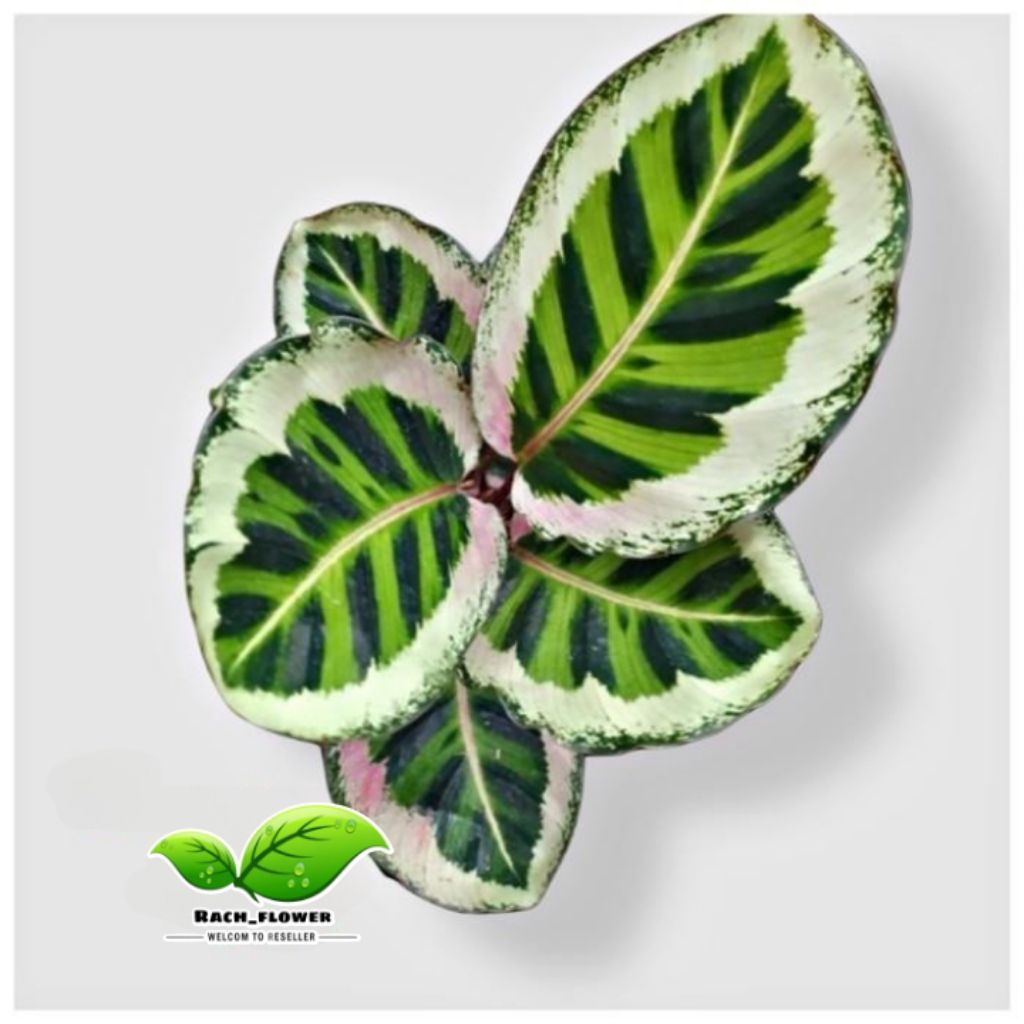 Calathea angela - tanaman hias calathea angela - tanaman calathea angela