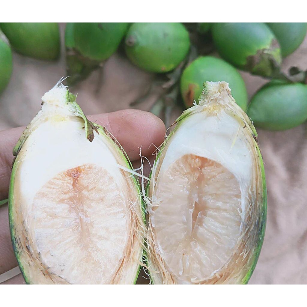 

Buah pinang Muda/stamina keperjakaan pria/1kg