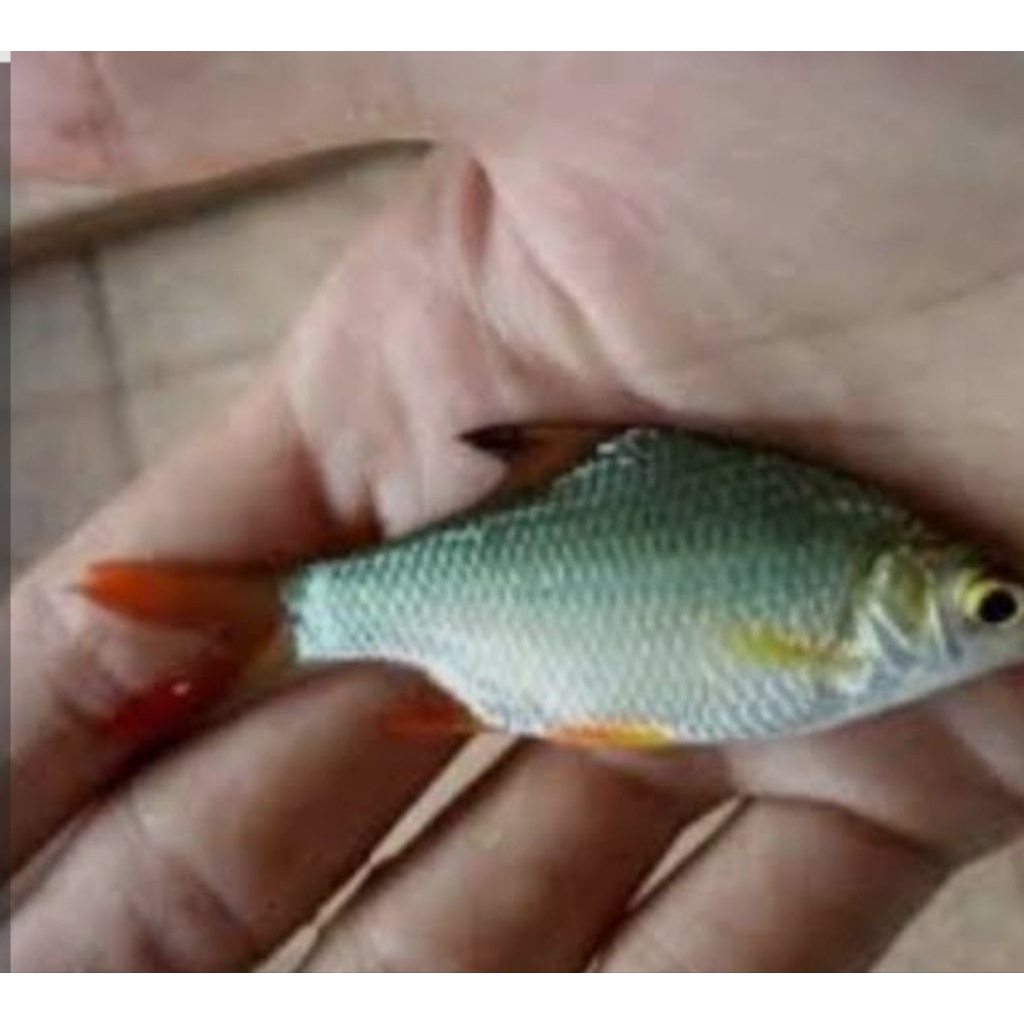 KAVIAT GREEN BANGKOK 5-6CM