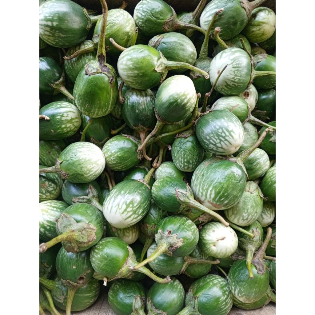 

Terong lalap/Terong lalap bulat 500gram