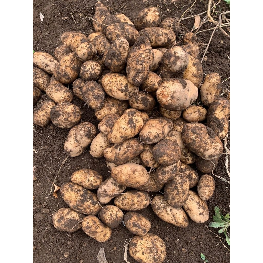 

kentang kerinci berat 1kg