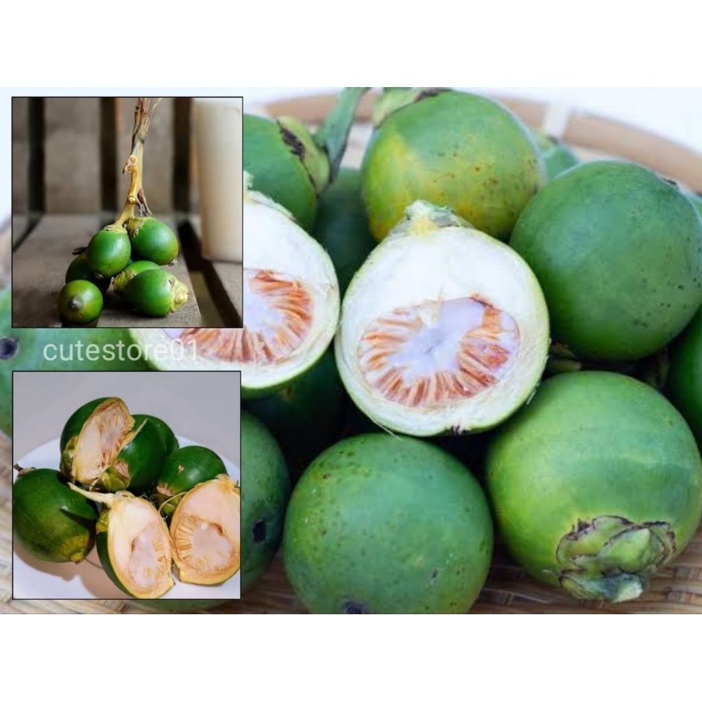 

Buah Pinang Muda 1kg Termurah