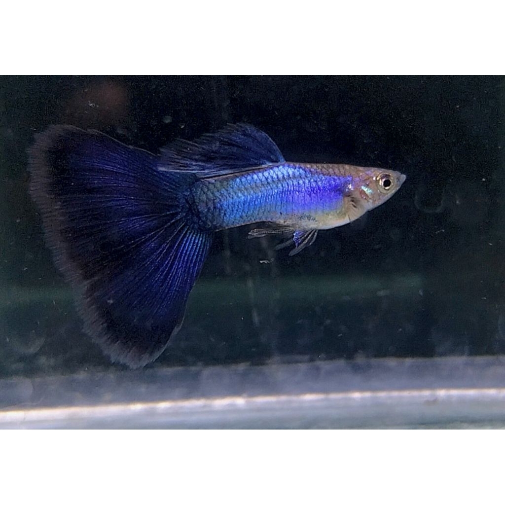ikan hias guppy singa blue tail sepasang