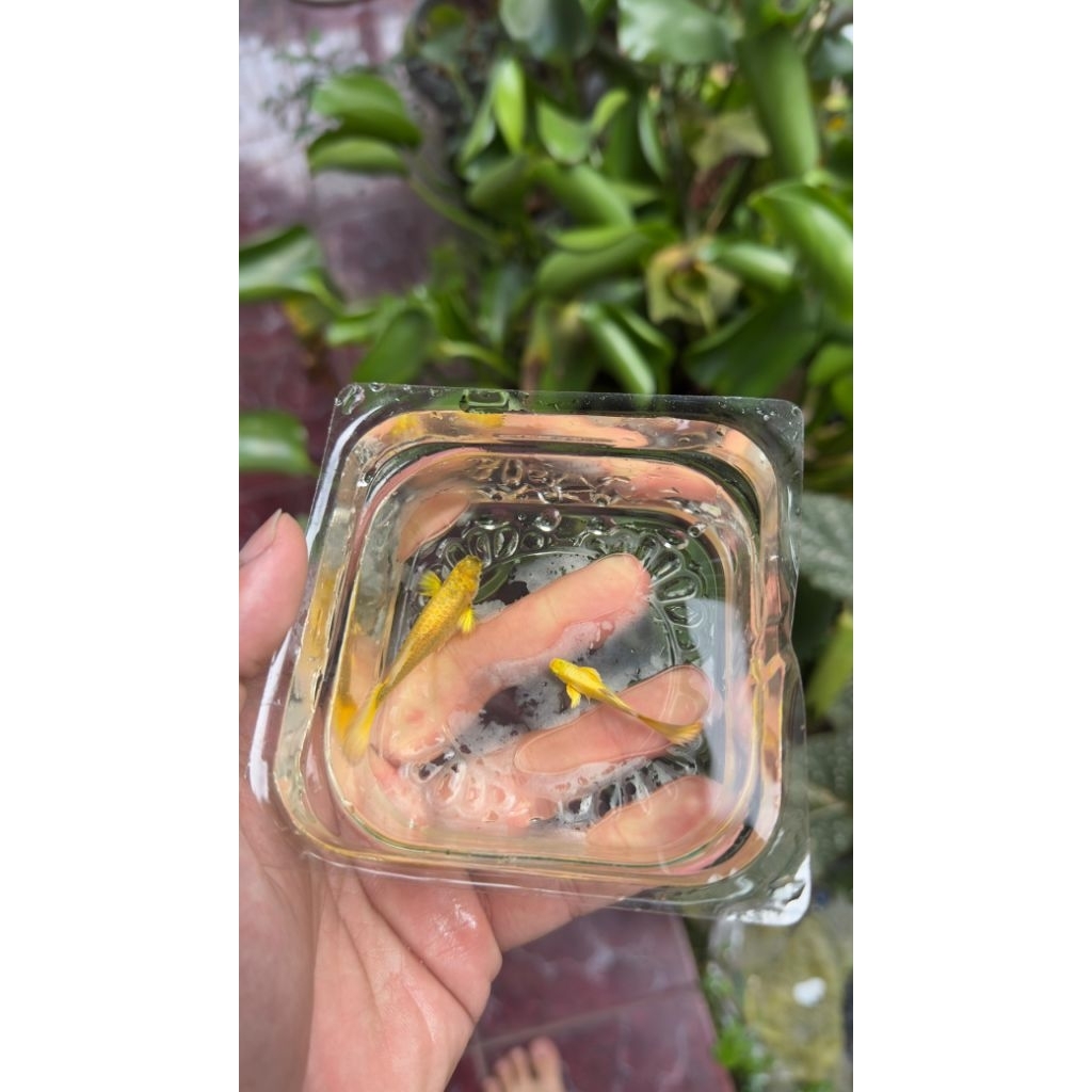 ikan guppy full gold grade A