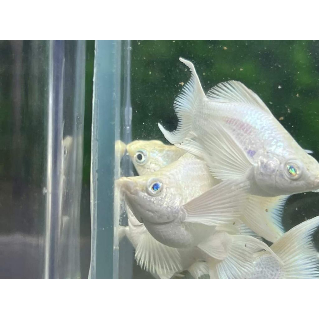 molly platinum balon cawang blue eyes
