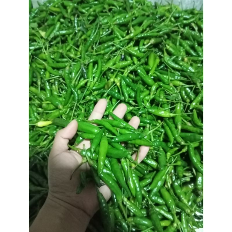 

Cabe rawit hijau 1 kg fress super pedas langsung petikan petani/ rawit ijo
