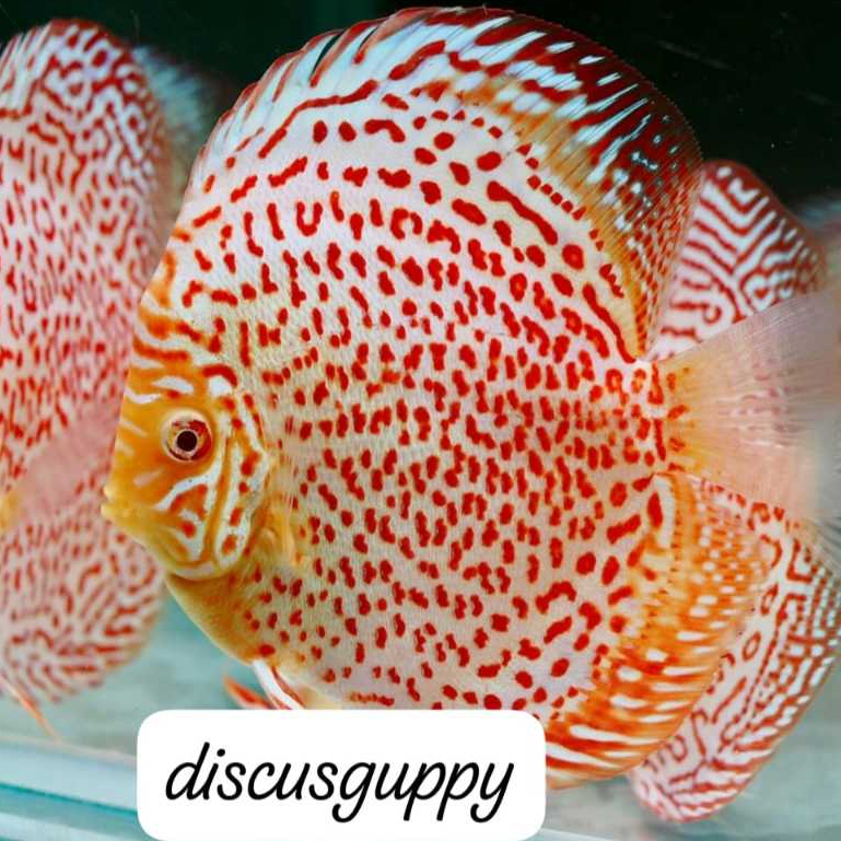 Leopard Discus 1.5inch SAMEDAY - Enhanced Edition