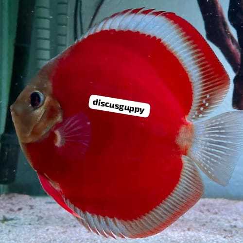 Sanmerah Bluerim Discus 3inch SAMEDAY - Enhanced Edition