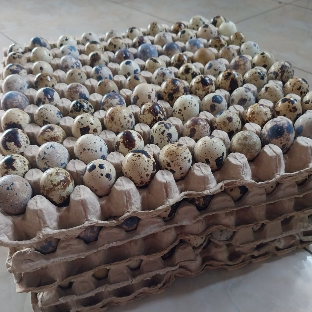 

Telur Puyuh Fresh 90 butir [MENTAH]