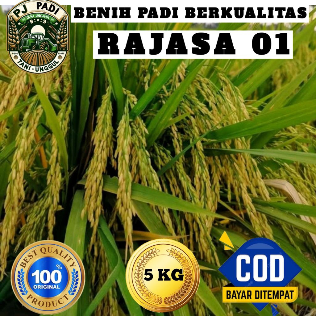 BENIH PADI UNGGUL RAJASA 01 BERKUALITAS ORIGINAL KEMASAN 5KG