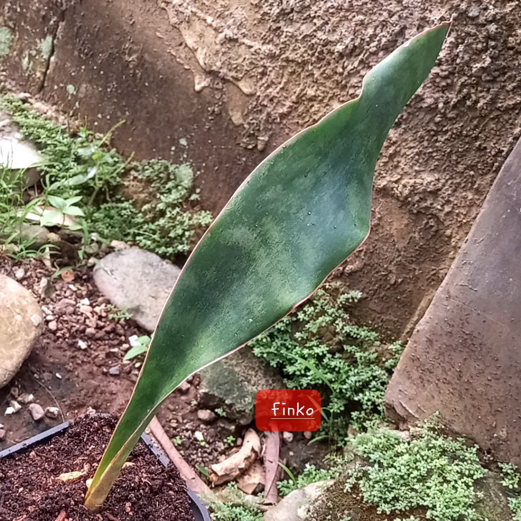 ES. 21430 Sansevieria sp. Benin.