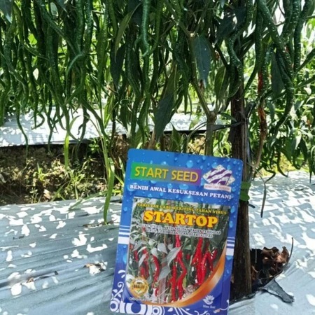Benih Cabe Keriting Unggul STARTOP Kualitas Premium 10 Gram Tahan Virus Tahan Layu