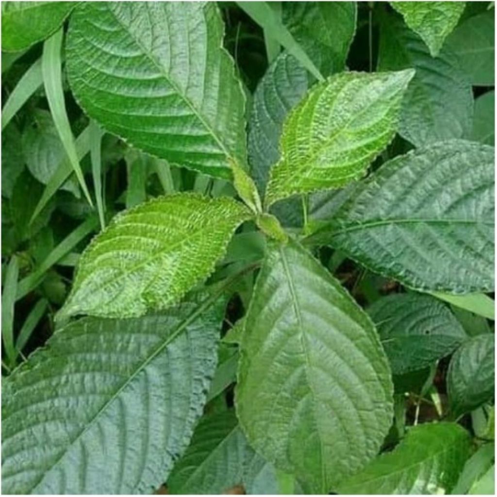 

Daun pecah beling 100 gram